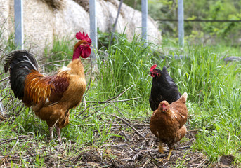 red cock with a bare neck.  rooster on grass
