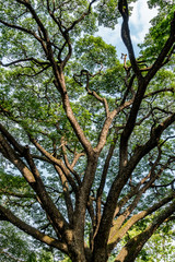 Fototapeta premium big tree branch