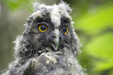 Long-eared owl downy chick. Asio otus. 