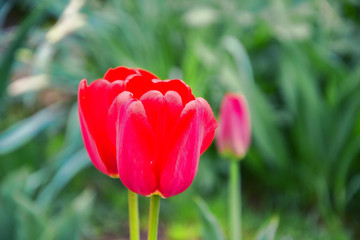 Close up of beautiful flowering red tulips in the garden in springtime. Colorful spring Background. Sunny day. Detail view of blooming tulip flowers at sunlight on spring time. Spring landscape