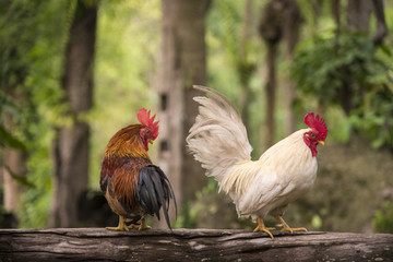 chicken