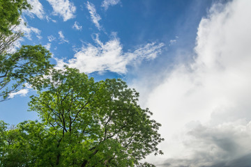 Tree head on sky background with clouds