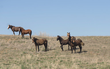 Small herd of horses