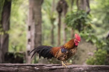 chicken