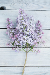 Lilac branch on a white wooden table