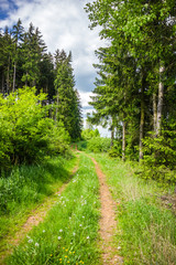 Fototapeta na wymiar Summer landscape with forest and field in Czech Republic