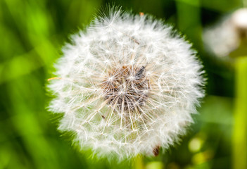 a blowball on a green gras background