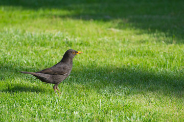 Obraz premium A blackbird jumping around on the green lawn