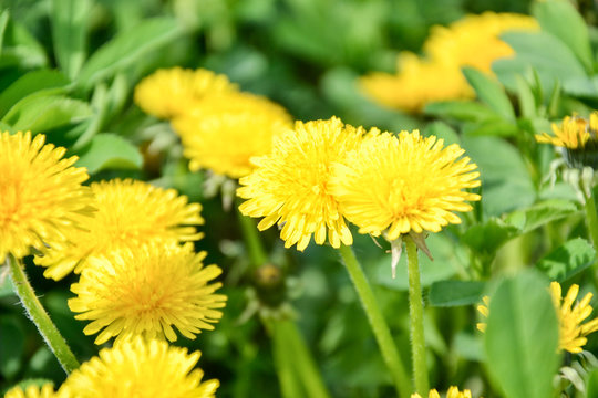 Close up of blooming yellow dandelion flowers (Taraxacum officinale) in garden on spring time. Detail of bright common dandelions in meadow at springtime. Used as a medical herb and food ingredient