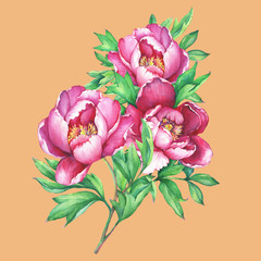 The bouquet flowering pink peonies, isolated on orange background. Watercolor hand drawn painting illustration.