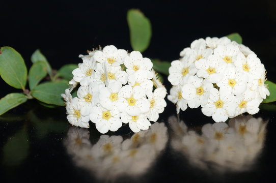 Small White Flowers Isolated On Black Background
