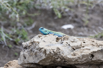 Blue-headed Tree Agama (Acanthocercus Atricollis) Warming on a Rock in Northern Tanzania