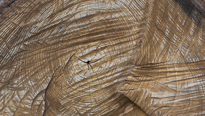 Fototapeta premium Wooden background, tree trunk with rings