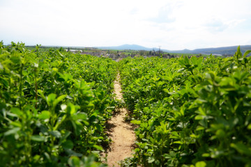 Close up of Alfalfa (Medicago sativa) field in Slovakia. Lucerne and meadow with village in background. Important agricultural forage crop. It's used for grazing, hay, silage, green manure, cover crop
