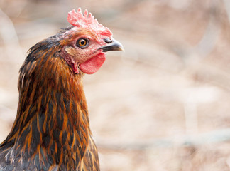 Hen
