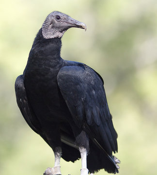 Vulture Pose