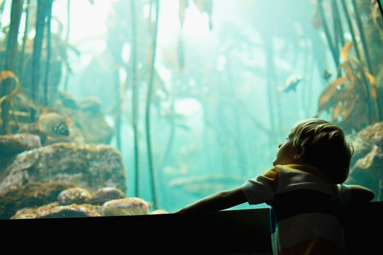 Boy admiring fish in aquarium