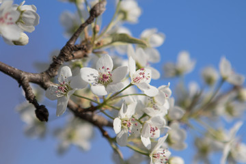 White Spring Blossoms on Blue Sky