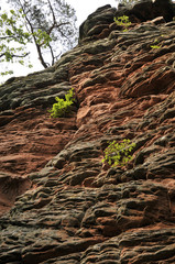buntsandsteinfelsen in der südpfalz