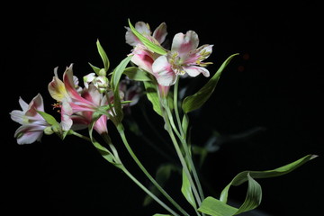 Obraz premium Alstroemeria. Red, yellow and purple flowers. Photographed close-up. On a black background