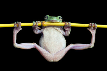 Fototapeta premium Przysadzista żaba