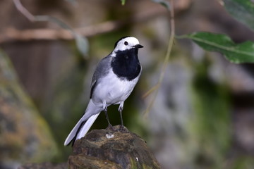 white wagtail bird