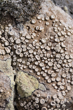 Lichen: Ochrolechia parella on a rock on a rock