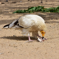 egyptian vulture