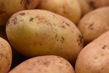 Close up of raw potatoes with earth on their peel.