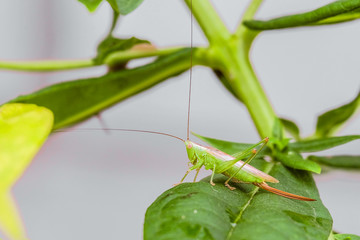Young green tailed grasshopper in the wild. Tettigonia caudata.