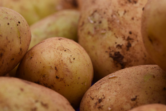 Close up of raw potatoes with earth on their peel.