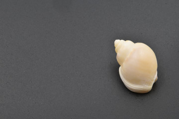 A small white sea shells on a black background. With copy space.