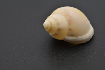 A small white sea shells on a black background. With copy space.