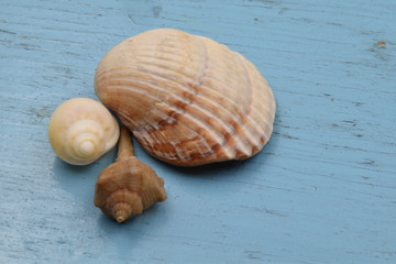 Concept for summer: three small shells on a vintage light blue wood. With copy space.