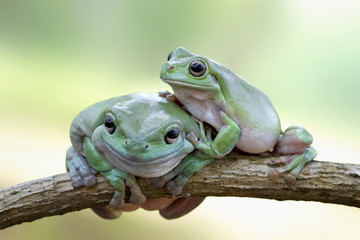 Fototapeta premium Dumpy frog