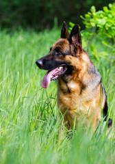 German shepherd dog sitting in the grass