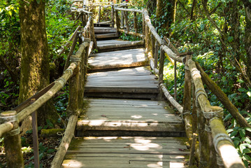 nature lighting and shadow with wooden bridge for walking explorer in forest.