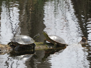 Fototapeta premium Turtle Talk