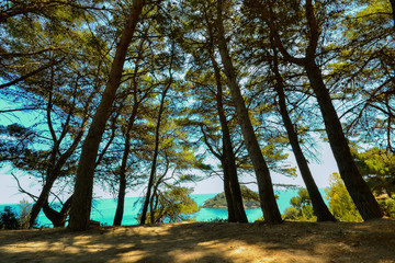 Fototapeta premium trees, view