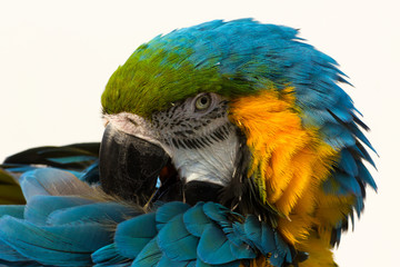 Blue-and-yellow macaw, parrot Ara ararauna
