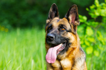 Portrait german shepherd dog in the grass