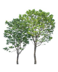 tree isolated on white background