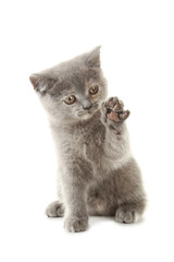 Grey kitten isolated on a white