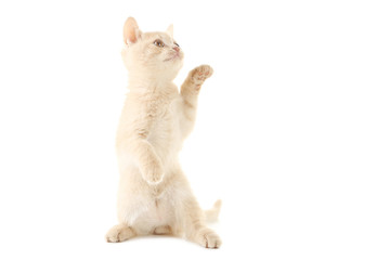 Ginger kitten isolated on a white