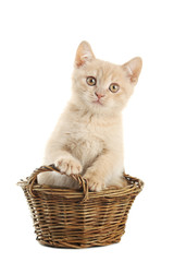Fototapeta na wymiar Ginger kitten in basket isolated on a white