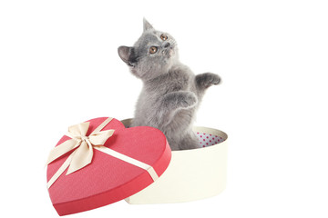 Grey kitten in heart gift box isolated on a white