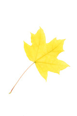 Autumn leaf isolated on white background