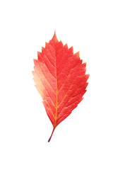 Autumn leaf isolated on white background