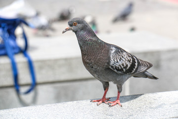 Dove in the city center