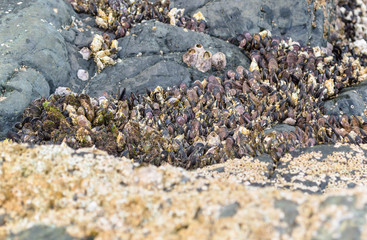 colony of marine molluscs